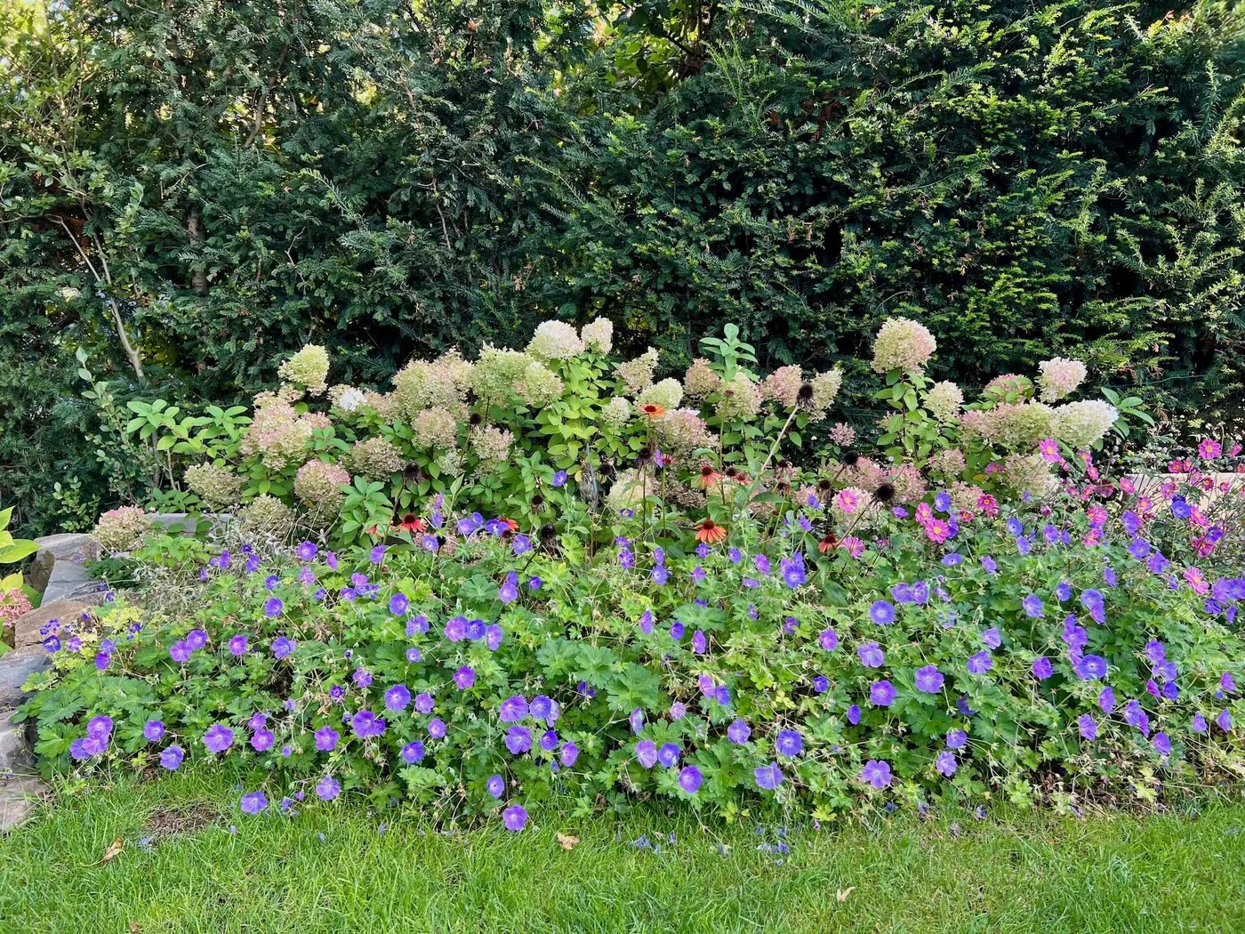 Massif de vivaces en fleurs