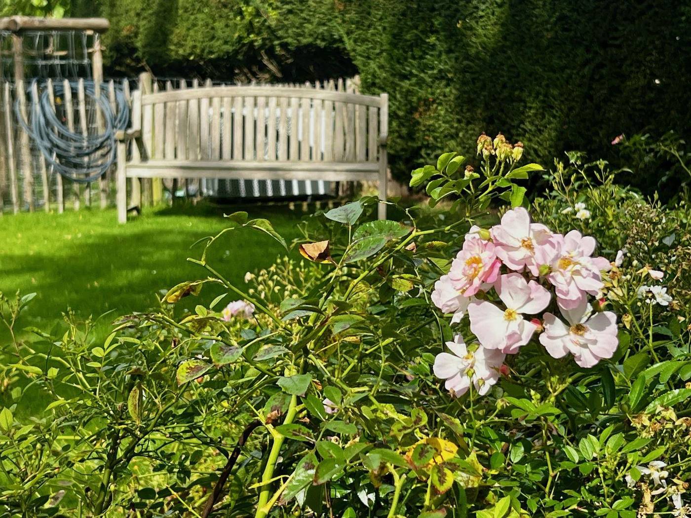 Rosier en fleurs devant un banc blanc