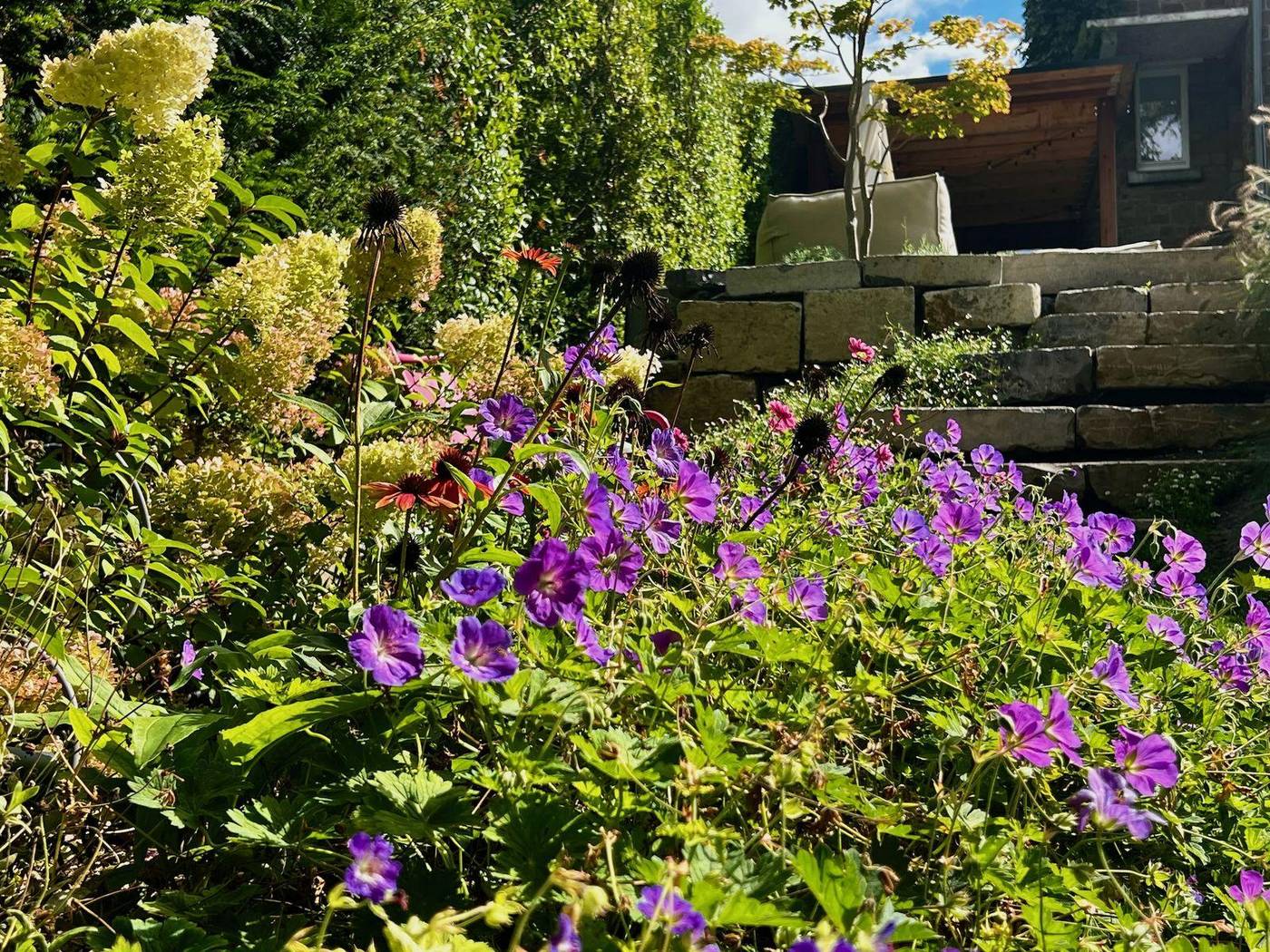 Géraniums vivaces et hortensias en fleurs